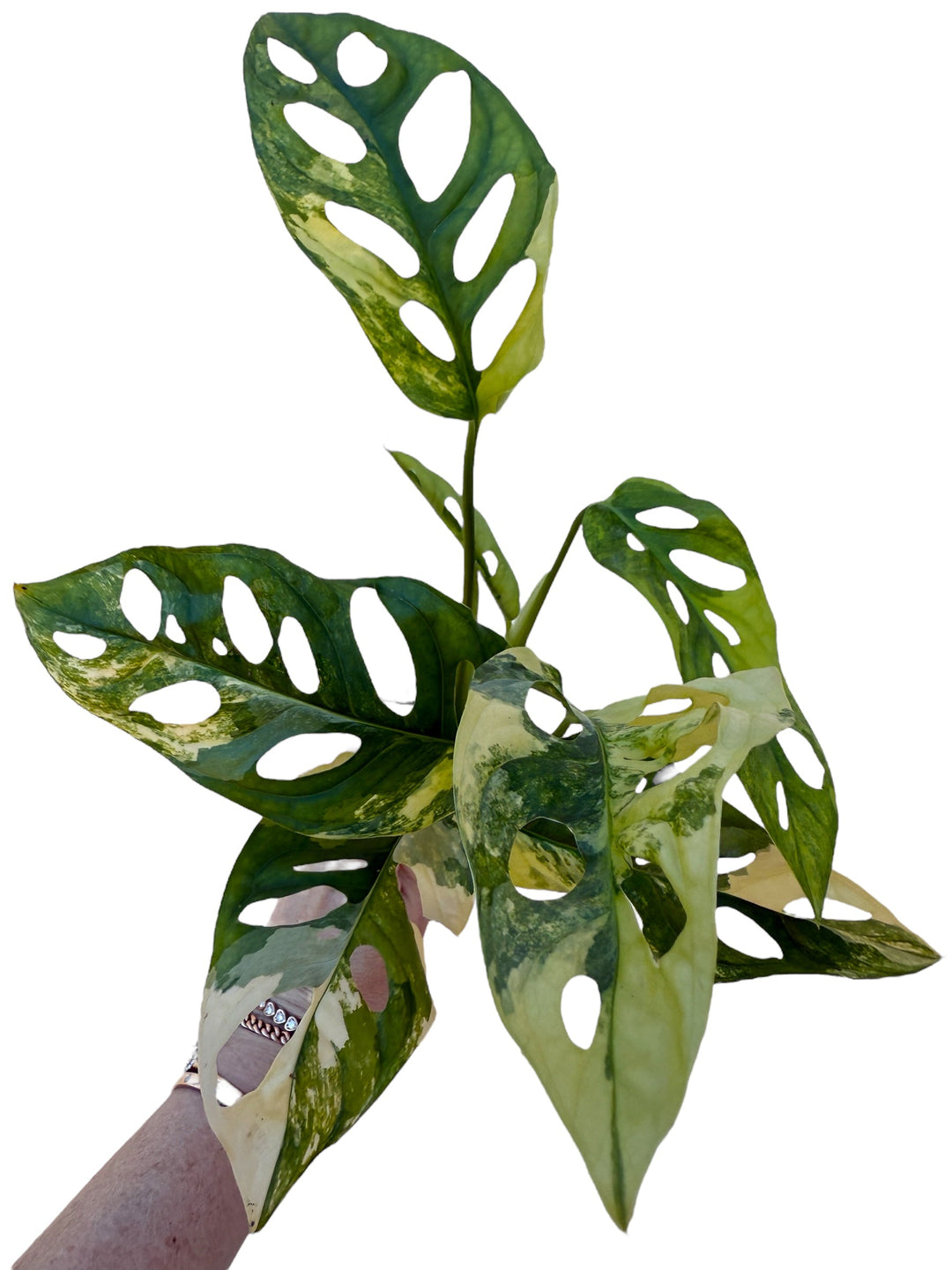 Monstera Adansoniii Aurea for sale at Plant Vault