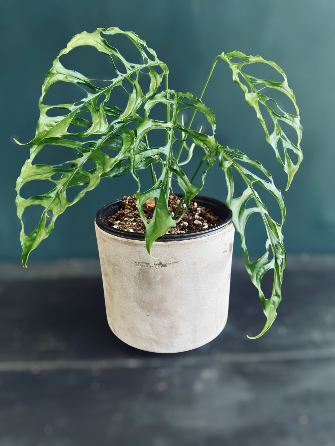 Monstera Oblique for sale at Plant Vault