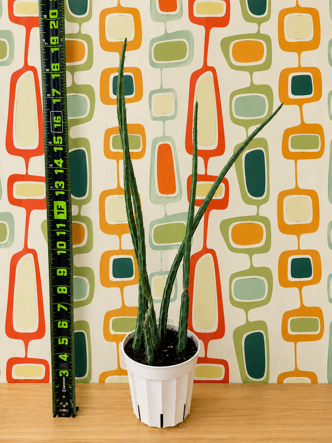 Pickle Cactus for sale at Plant Vault 