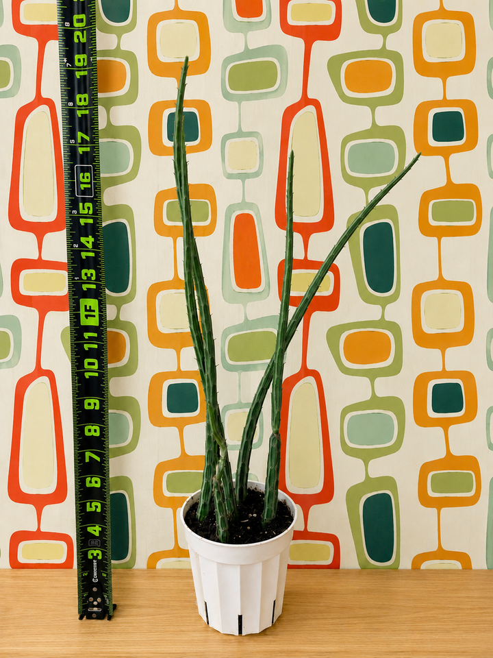 Pickle Cactus for sale at Plant Vault 