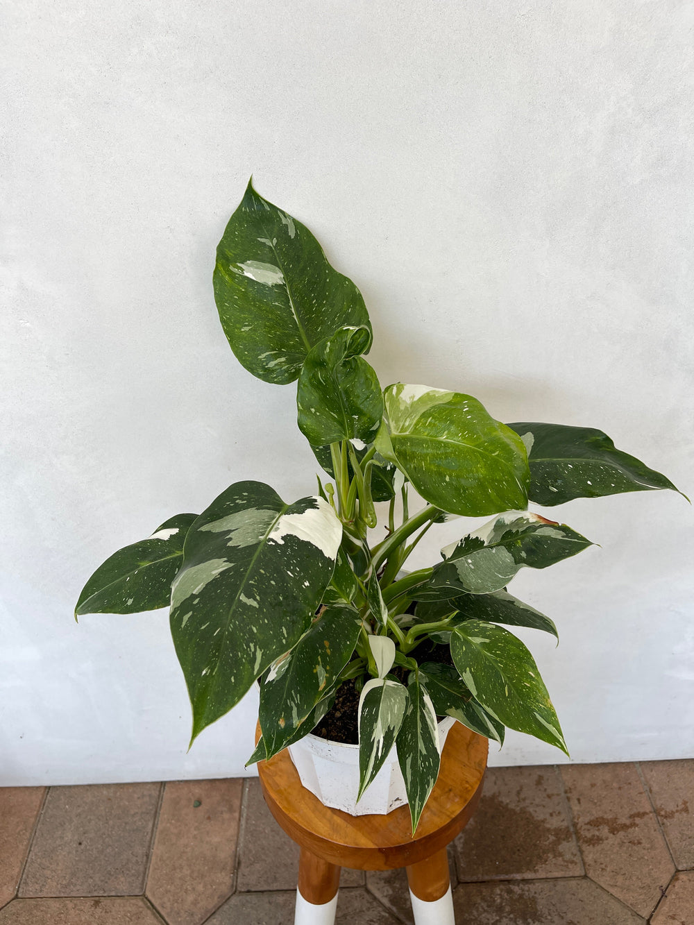 White Princess Philodendron