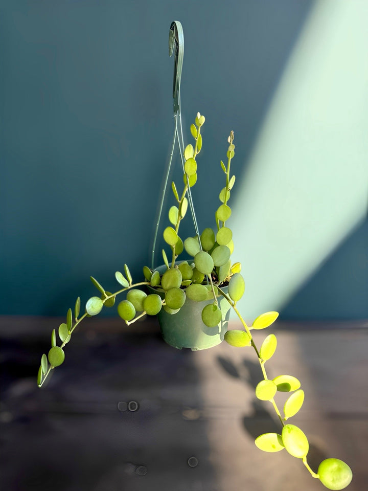String of Coins - rare