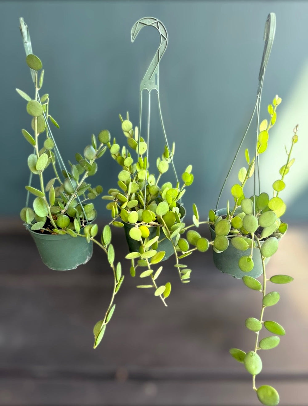 String of Coins ‘Silver Dollar’ Plant for sale