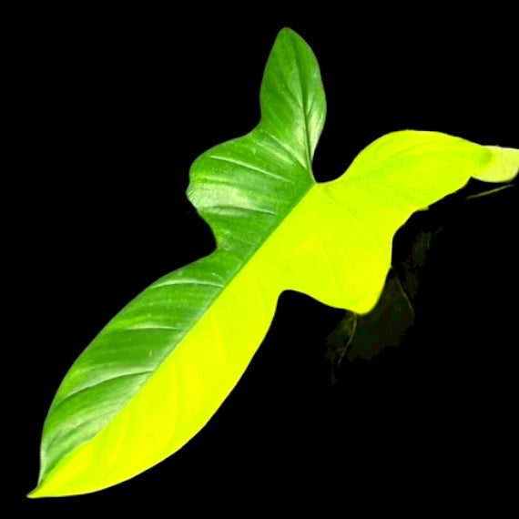 Philodendron Variegated Golden Violin close up