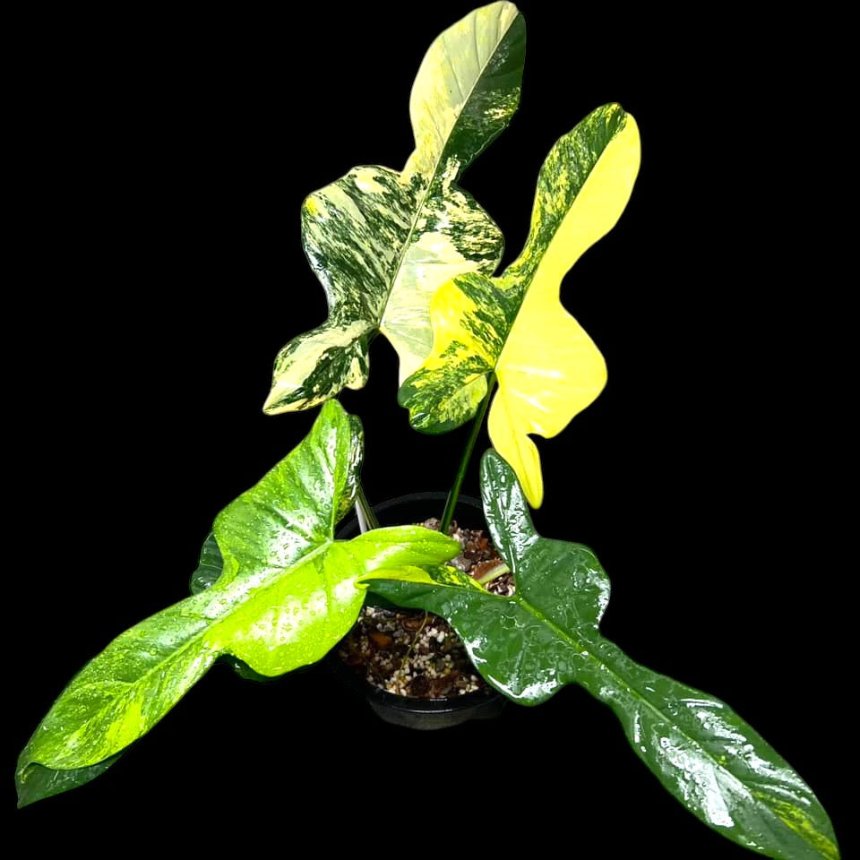 Variegated Golden Violin Philidendron for sale