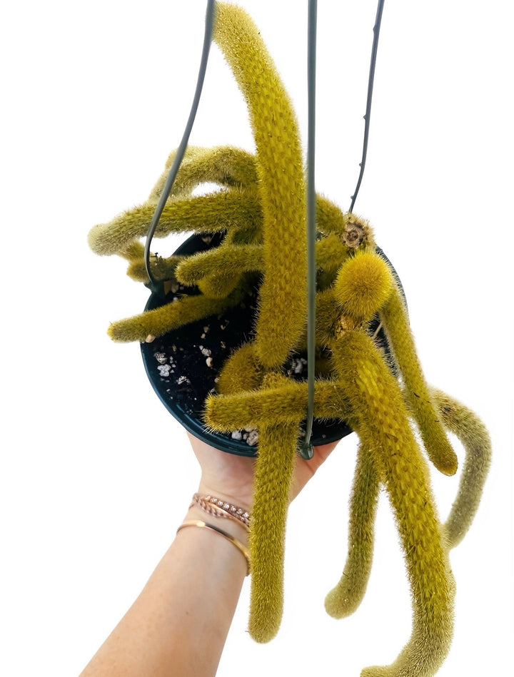 Cactus Flagelliformis "Golden Rat Tail" for sale at Plant Vault