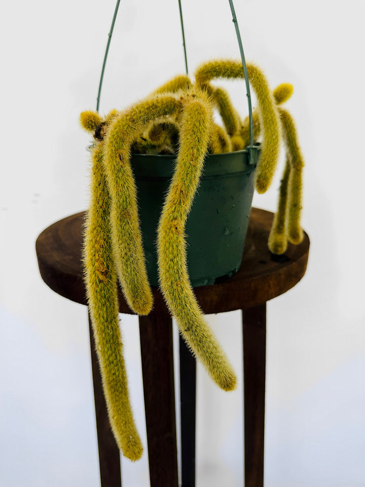 Rare Cactus Flagelliformis for sale
