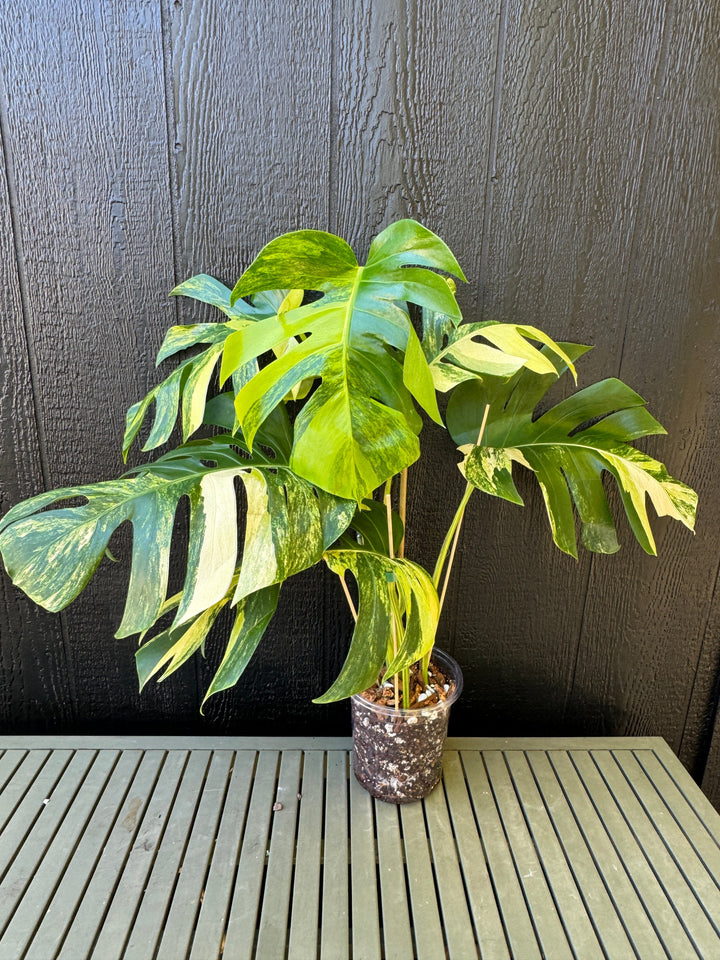 Monstera Aurea for sale