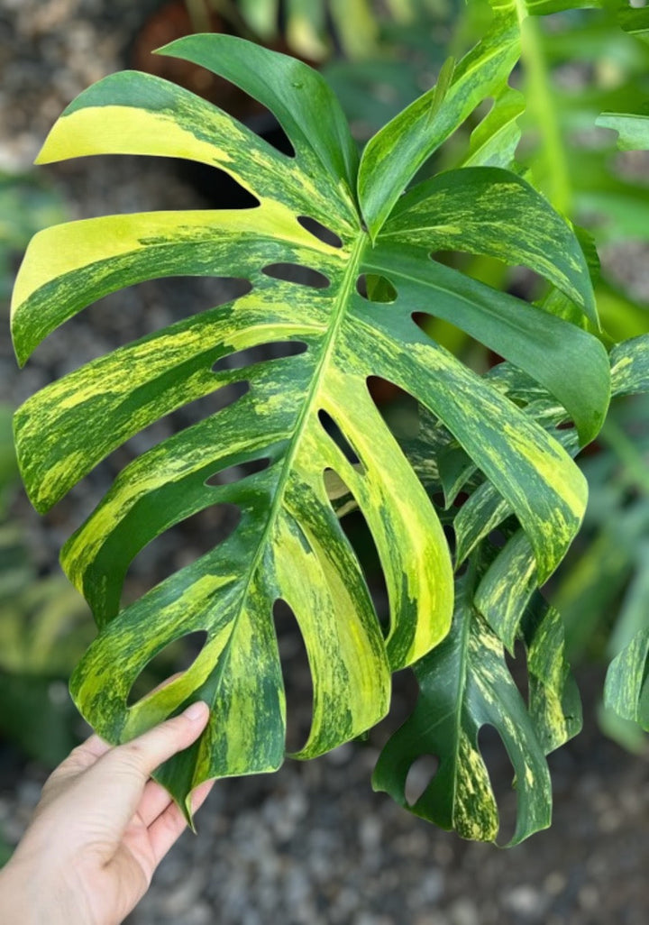 Monstera Aurea at Plant Vault close up 