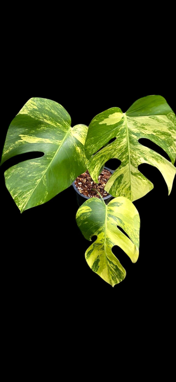 Rare Monstera Aurea for sale at Plant Vault