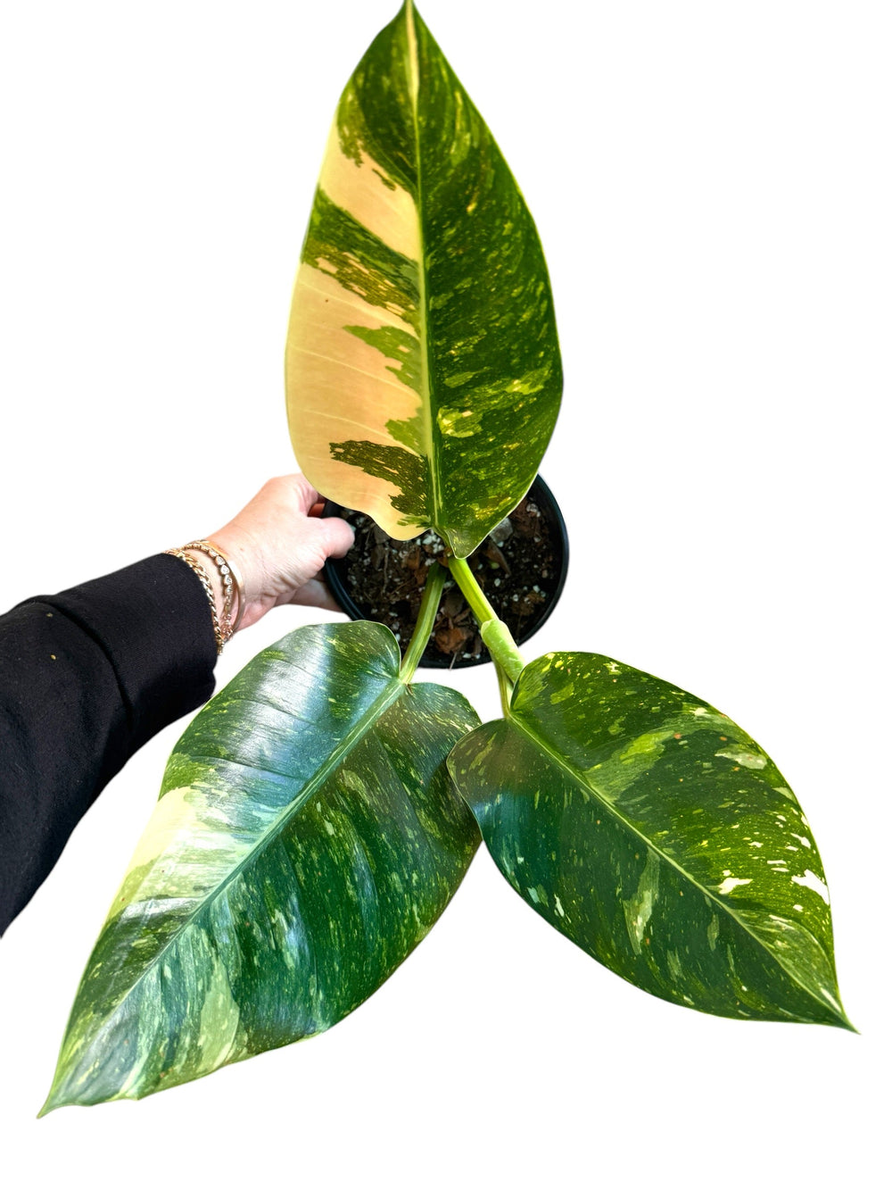 Green Congo Nuclear Philodendron - Rare
