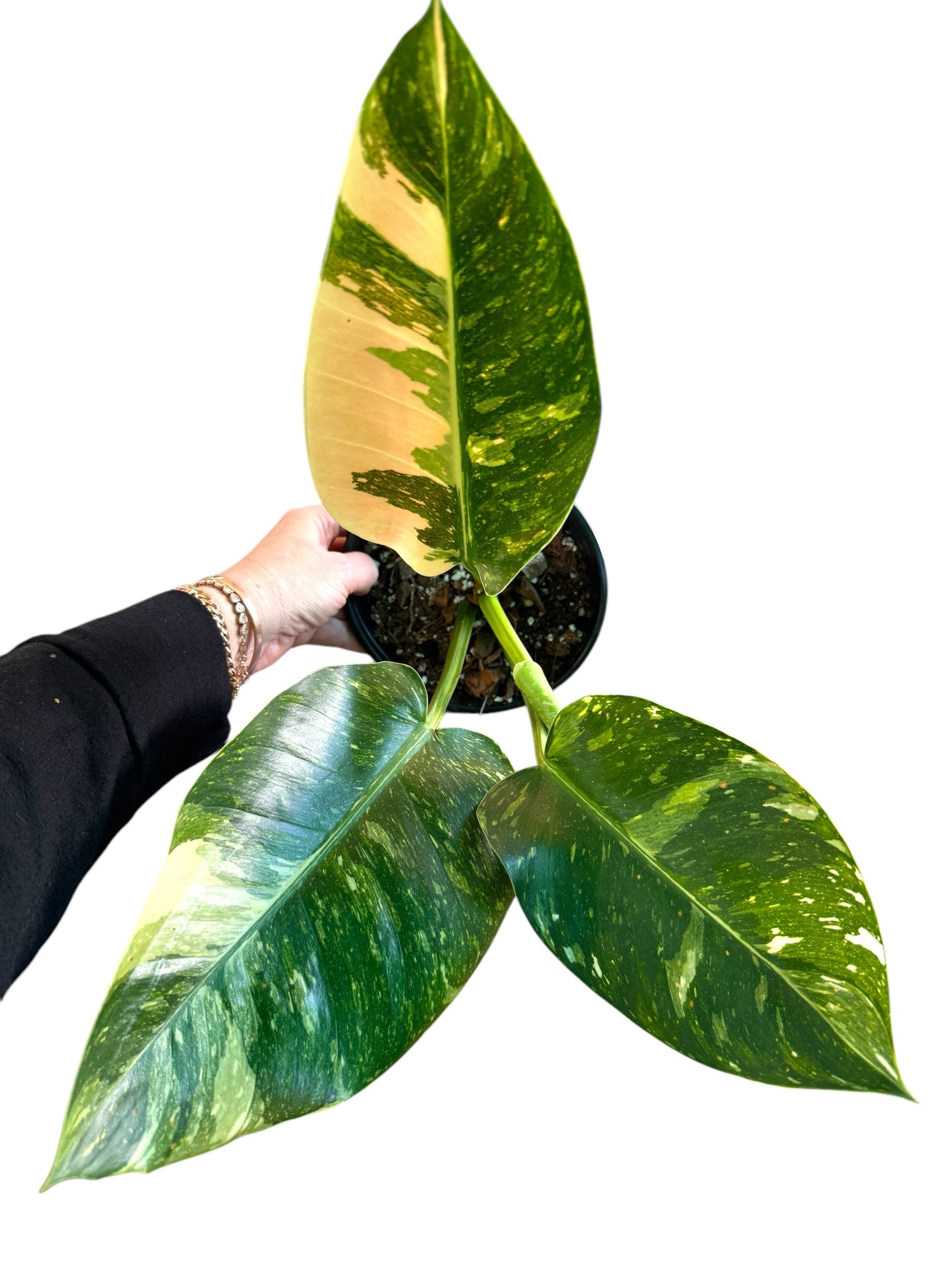 Green Congo Nuclear Philodendron - Rare