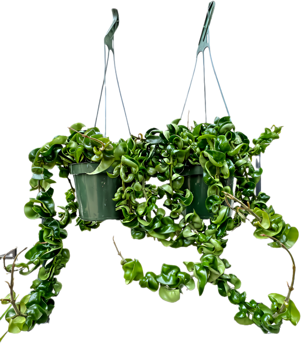 Hoya Hindu Rope "Carnosa Compacta"