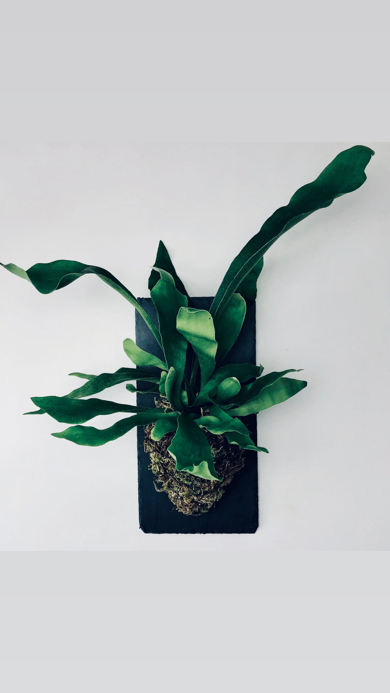 L Staghorn Fern Wall Mount