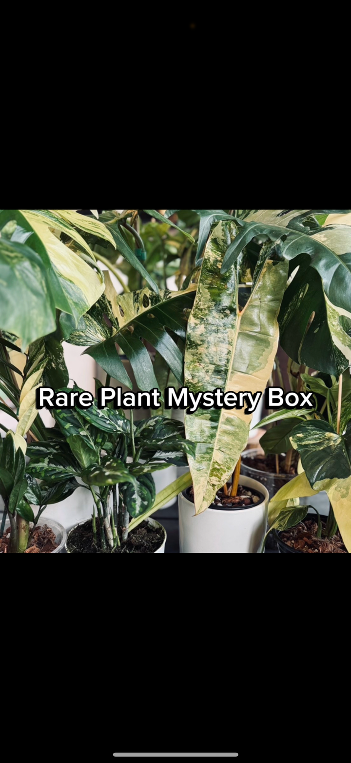Rare Plant Subscription Box