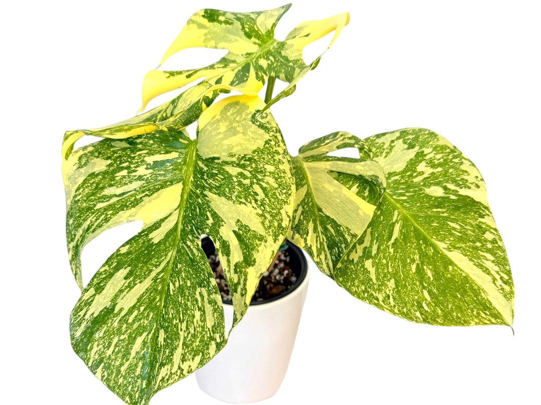 Variegated Monstera Creme Brulee