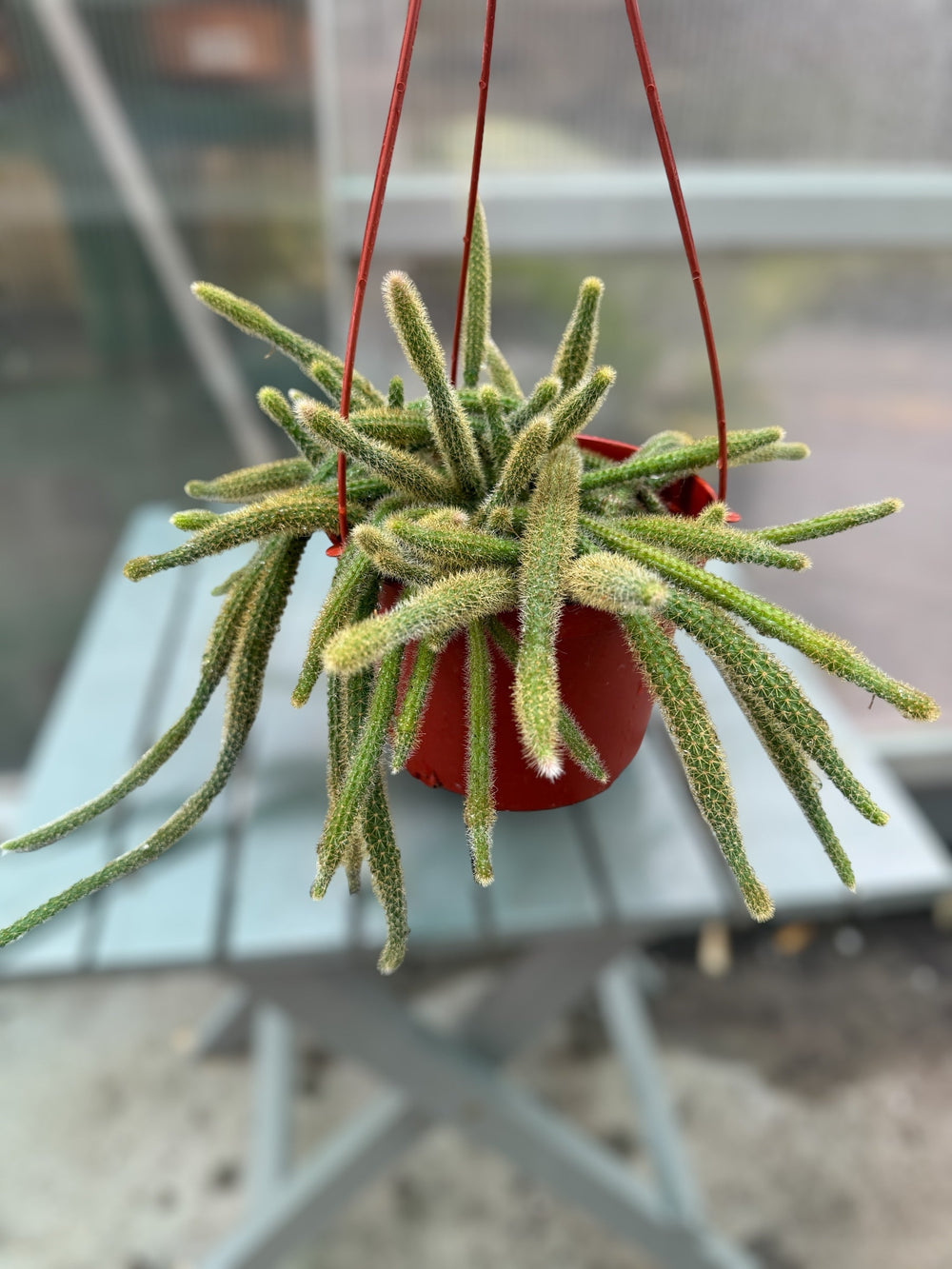 Rat tail cactus for sale