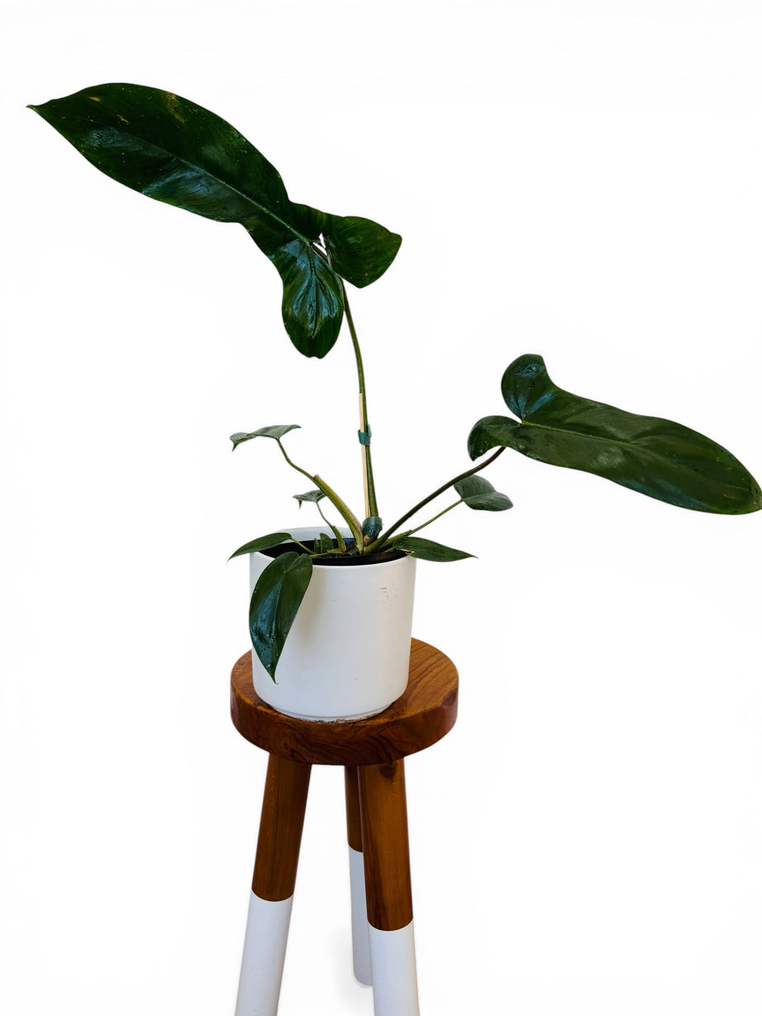 Philodendron mexicanum 