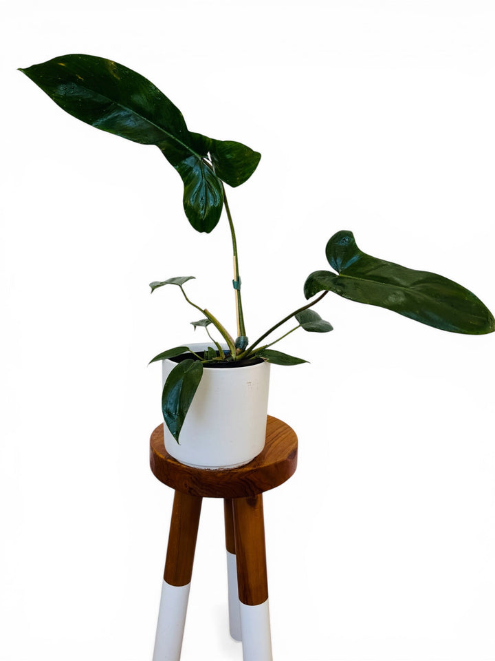 Philodendron mexicanum 