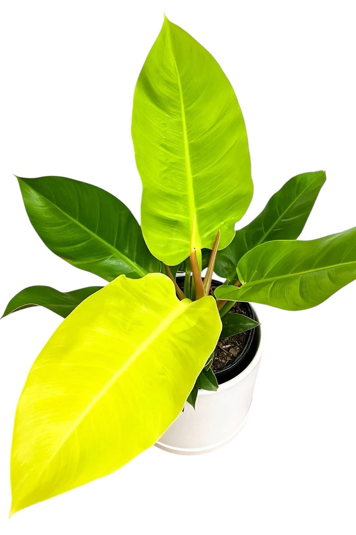 Philodendron moonlight 