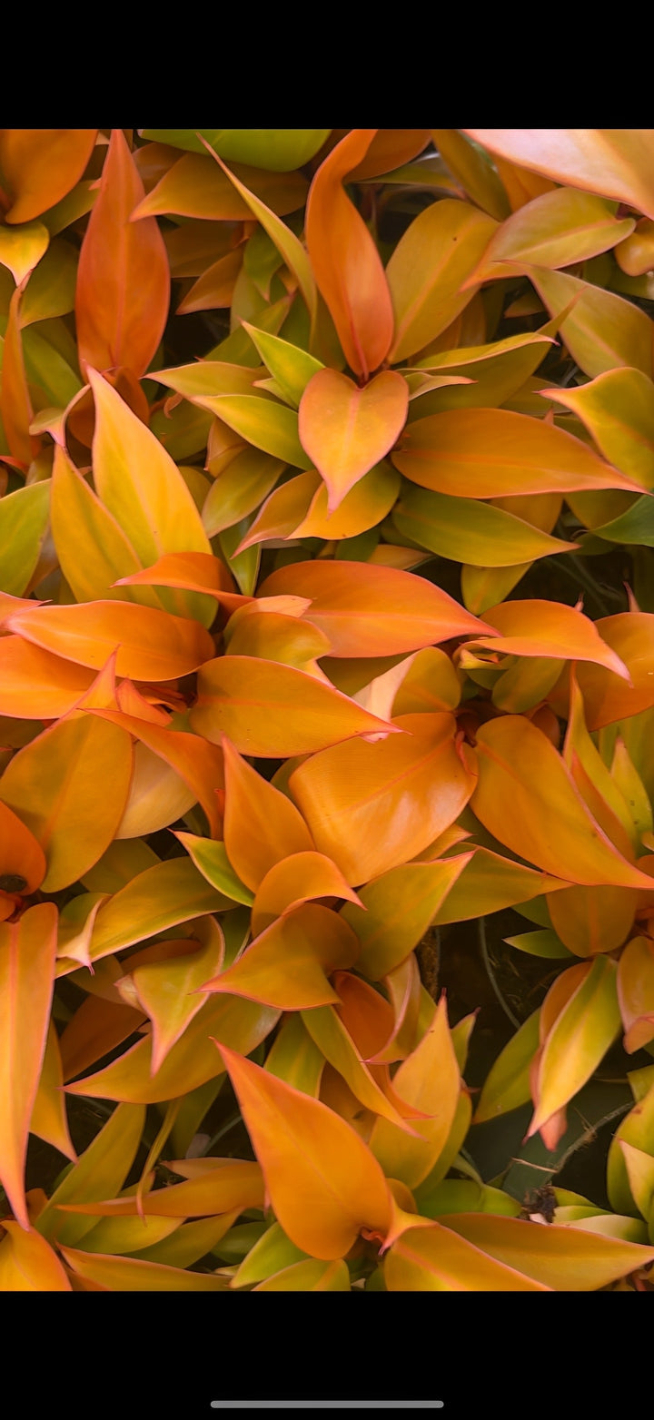 Prince of Orange 4" Pot