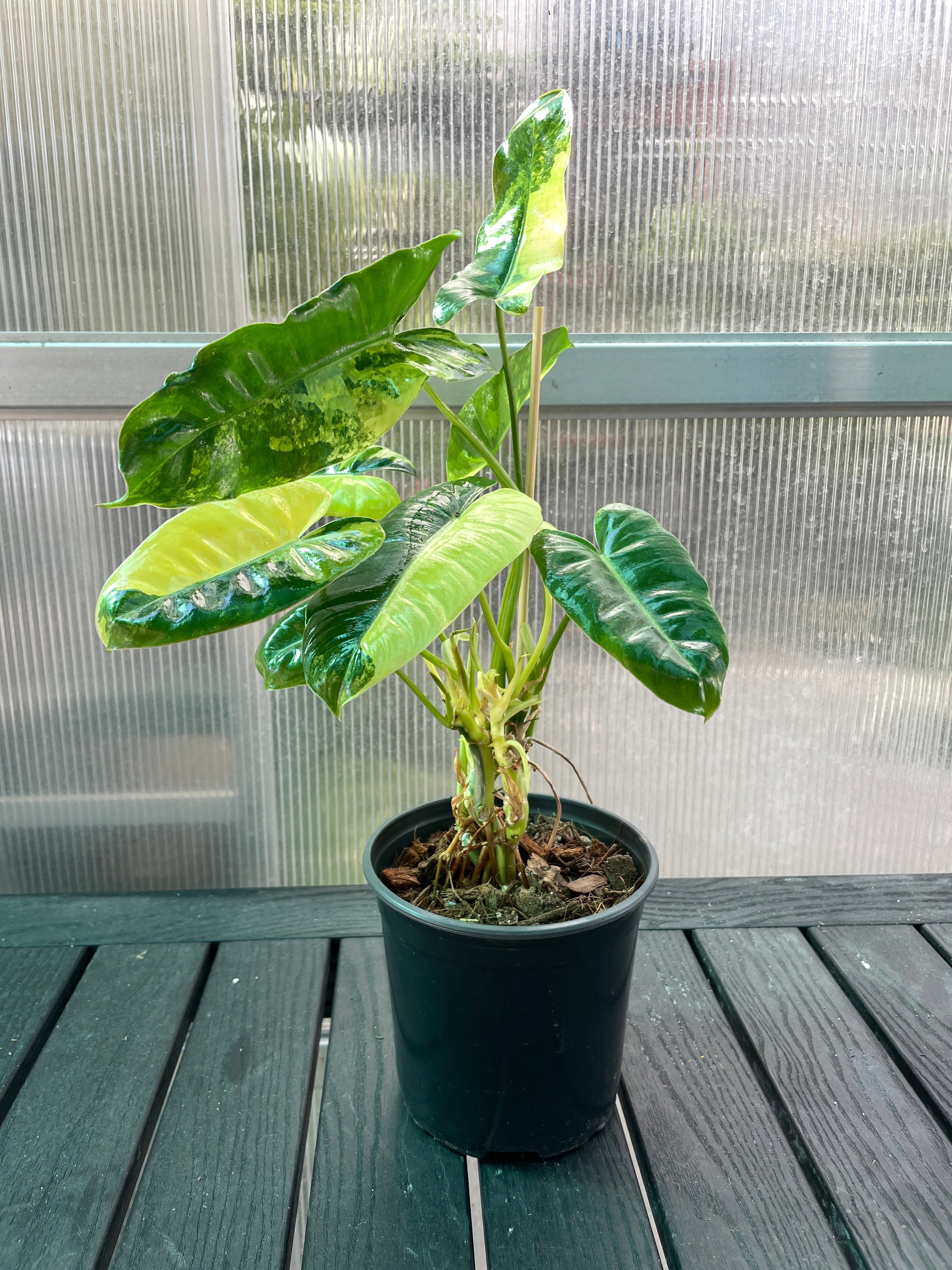 Philodendron Domesticum Variegated