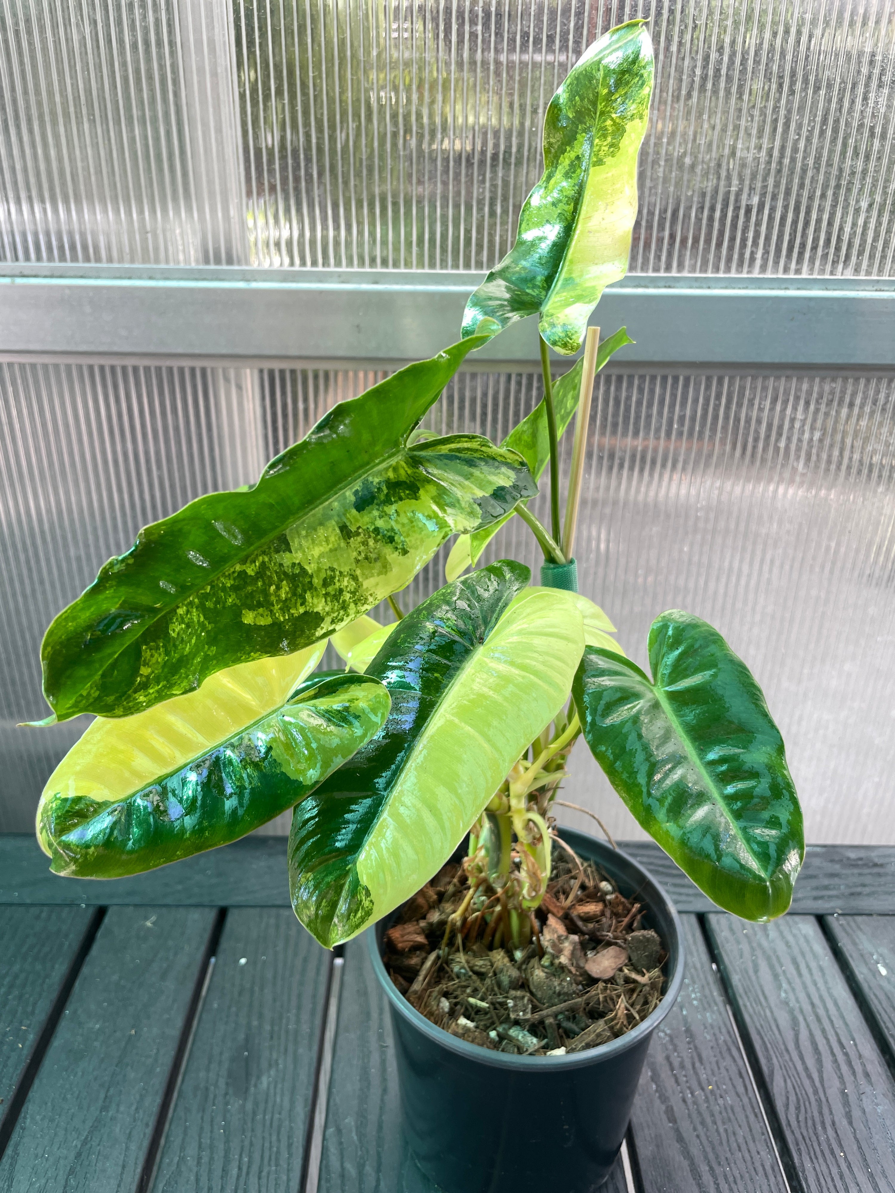 Philodendron Domesticum Variegated