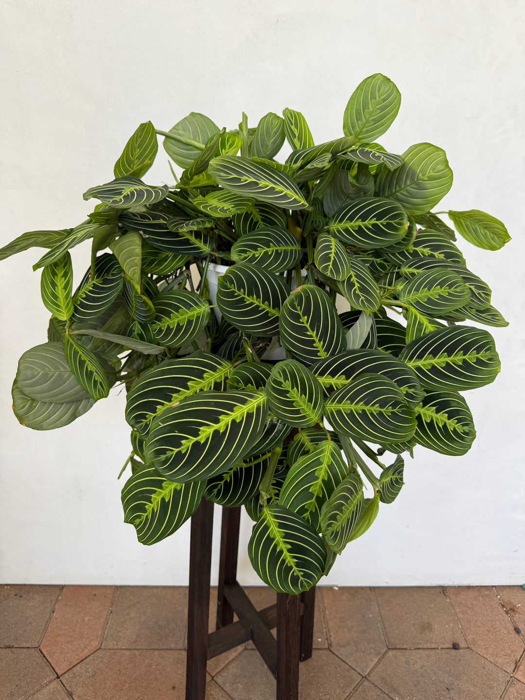 Lemon Line Maranta in 8" pot for sale at Plant Vault