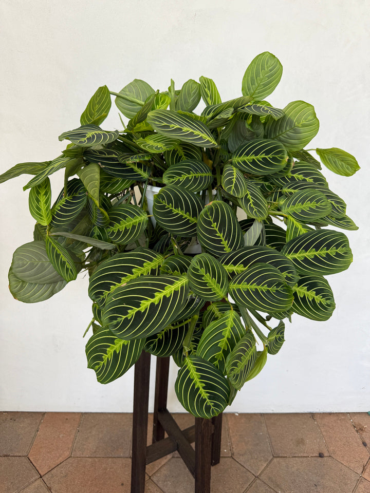 Lemon Line Maranta in 8" pot for sale at Plant Vault