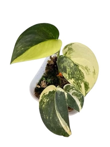 Rare Plant Subscription Box