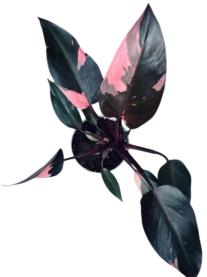 Rare Plant Subscription Box