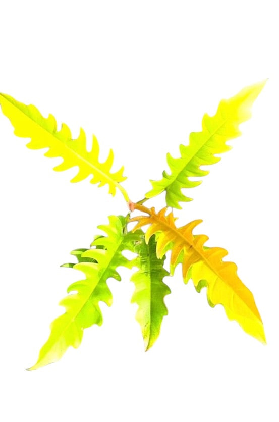 Rare Plant Subscription Box