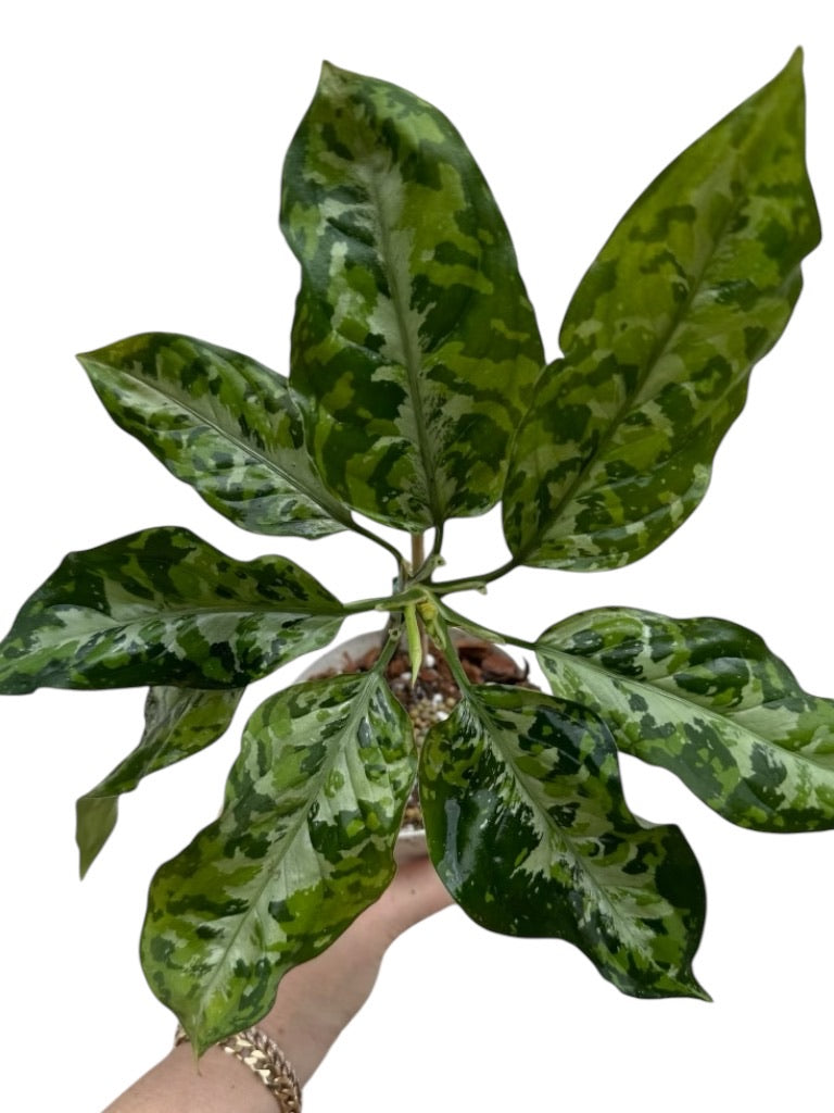 Rare Plant Subscription Box