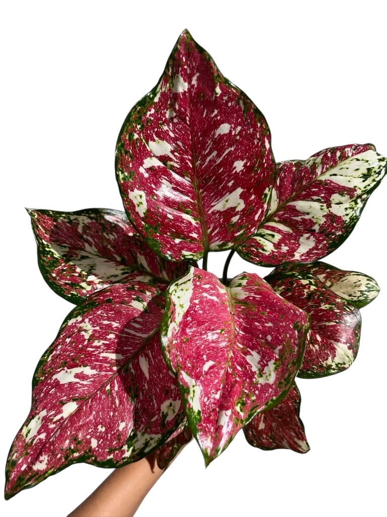 Rare Plant Subscription Box