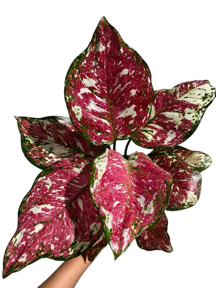 Rare Plant Subscription Box