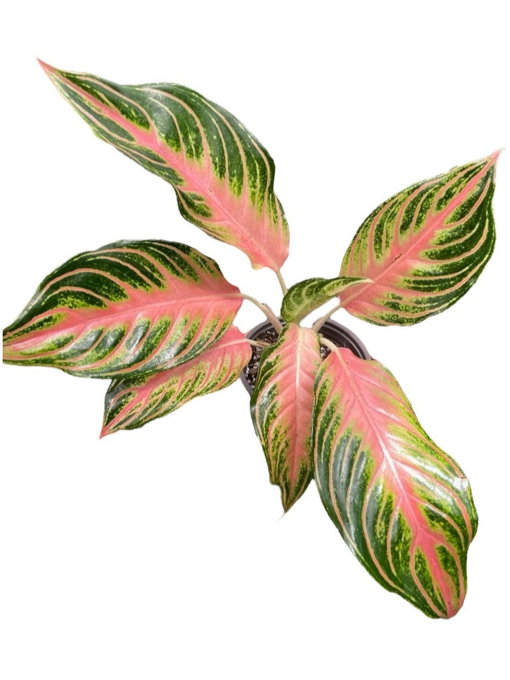 Rare Plant Subscription Box
