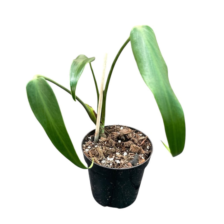 Rare Plant Subscription Box
