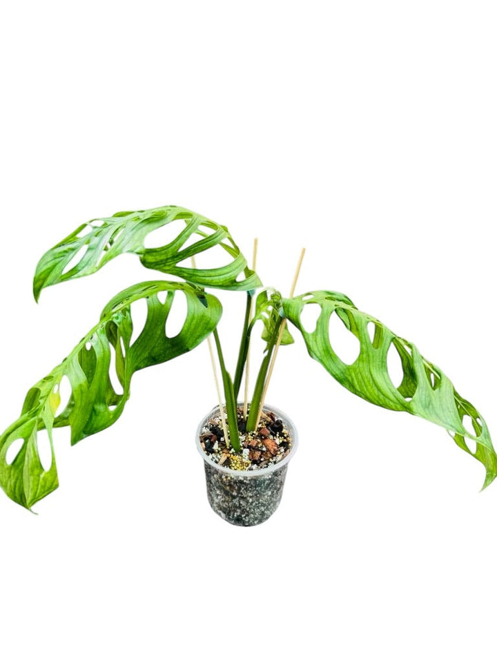 Rare Plant Subscription Box