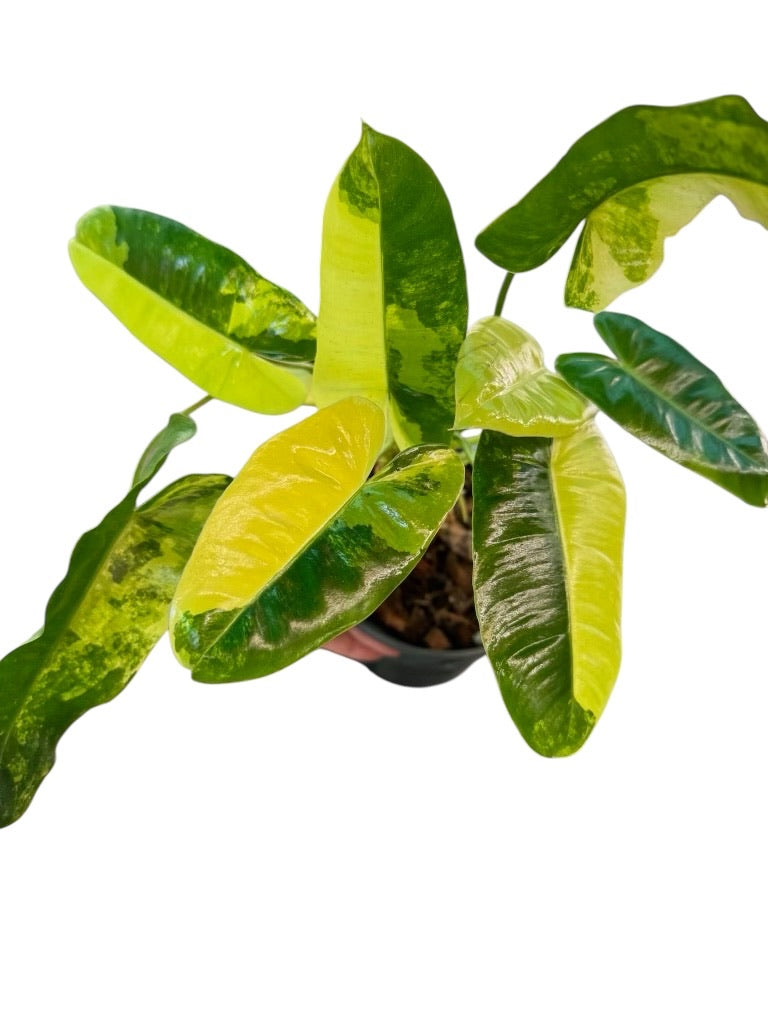 Rare Plant Subscription Box
