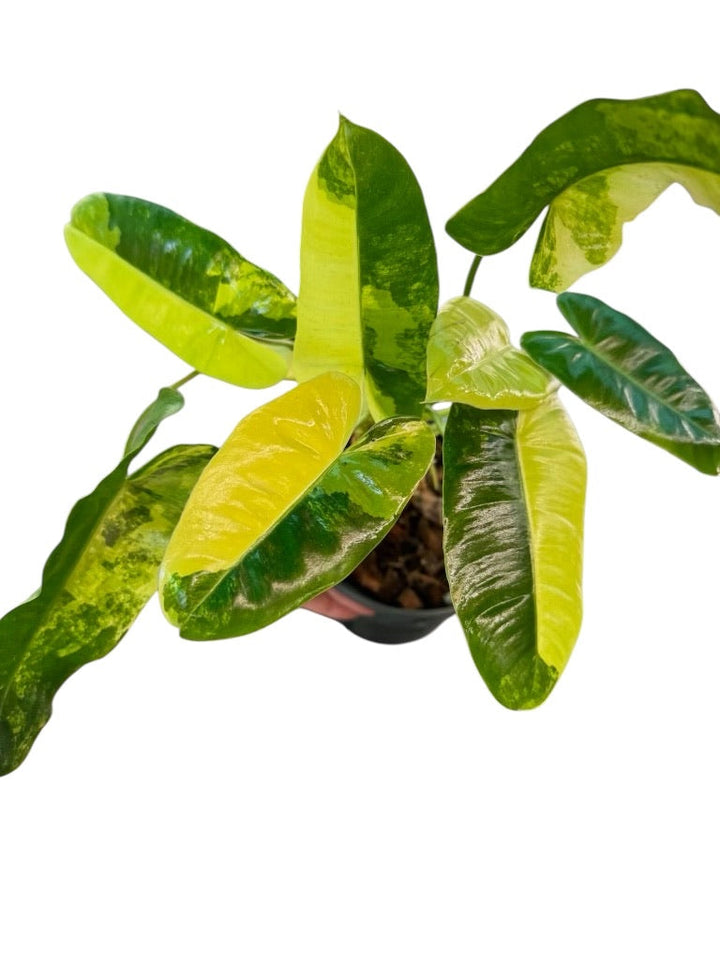 Rare Plant Subscription Box
