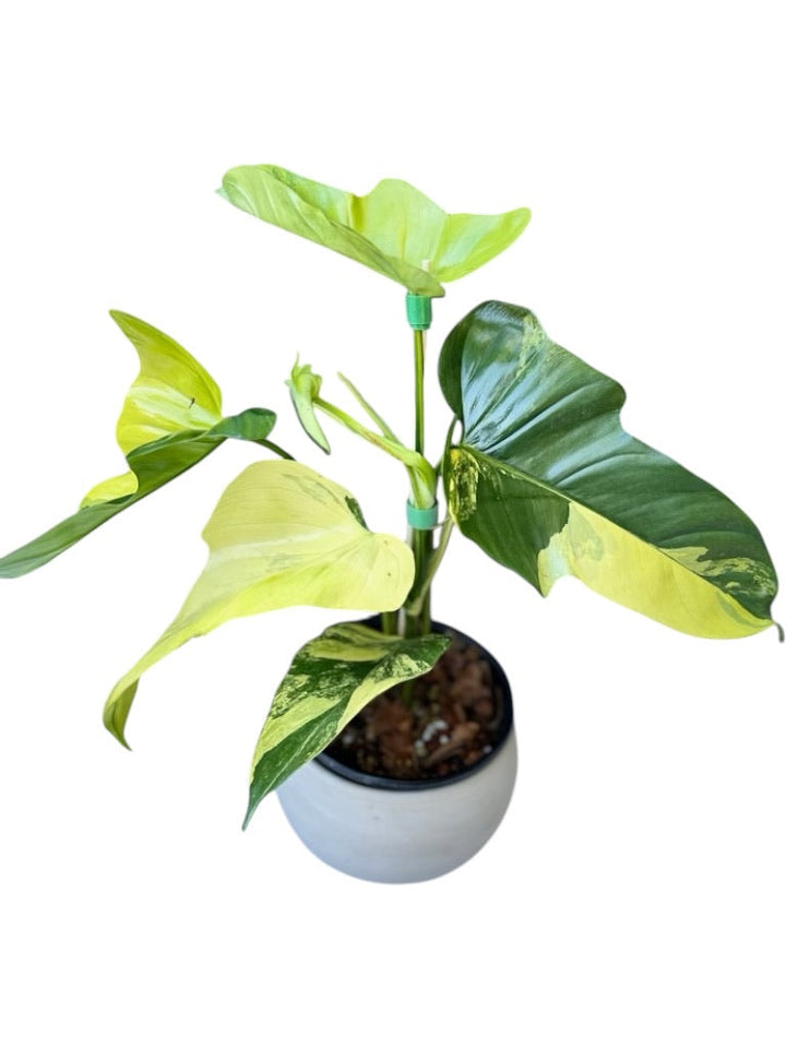 Rare Plant Subscription Box