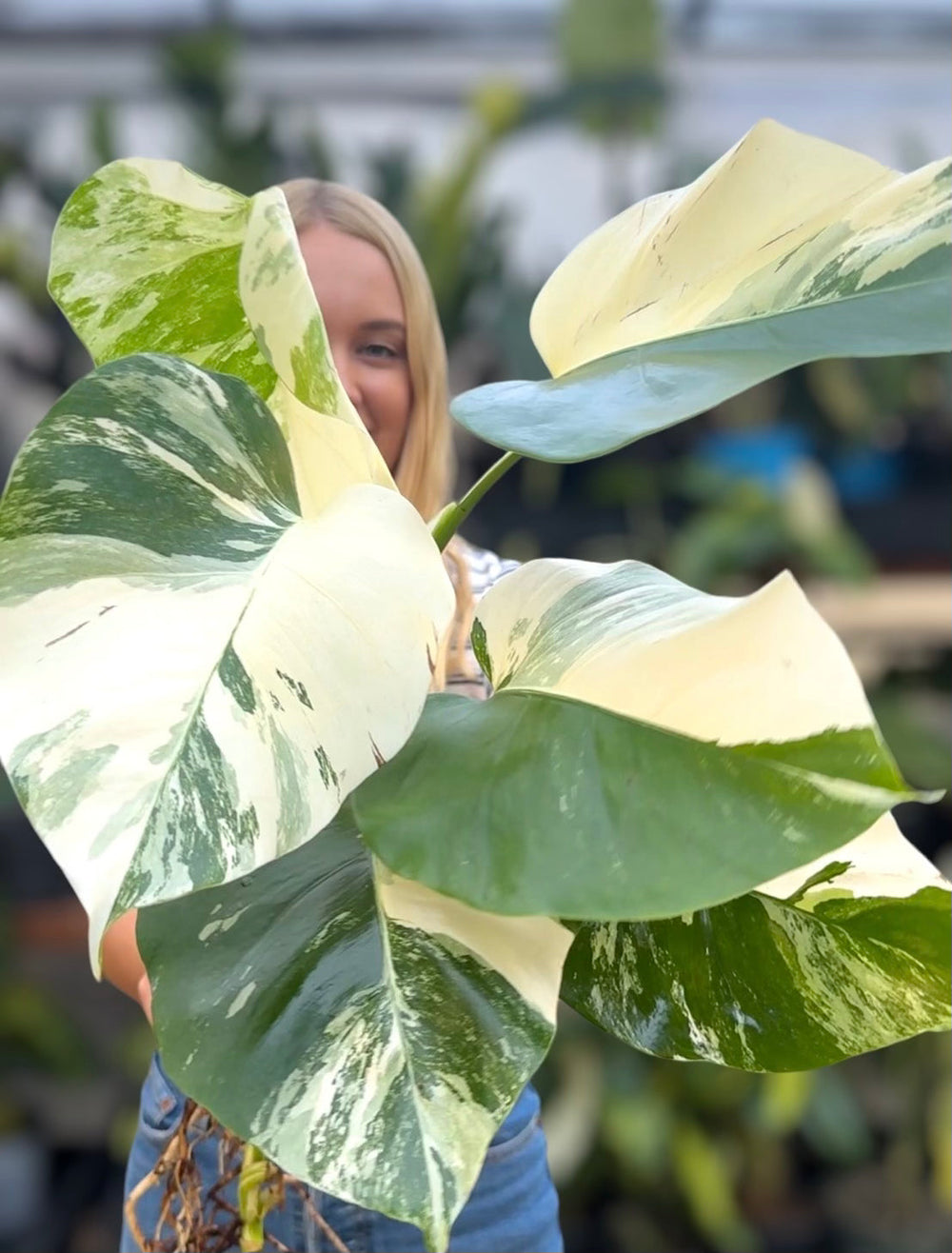 Variegated Monstera Albo