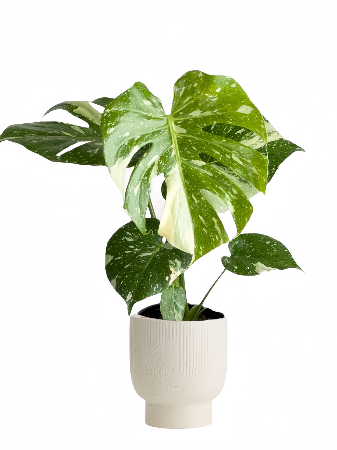 Thai Constellation in 6” pot for sale at Plant Vault