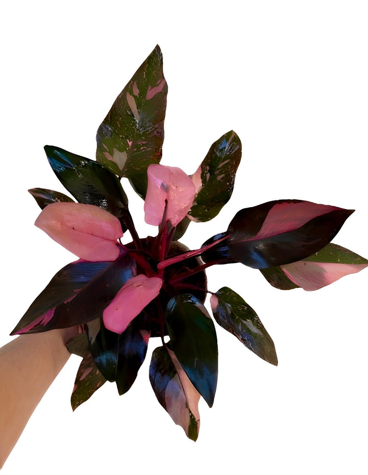 Philodendron Black Cherry Pink Princess for sale at Plant Vault
