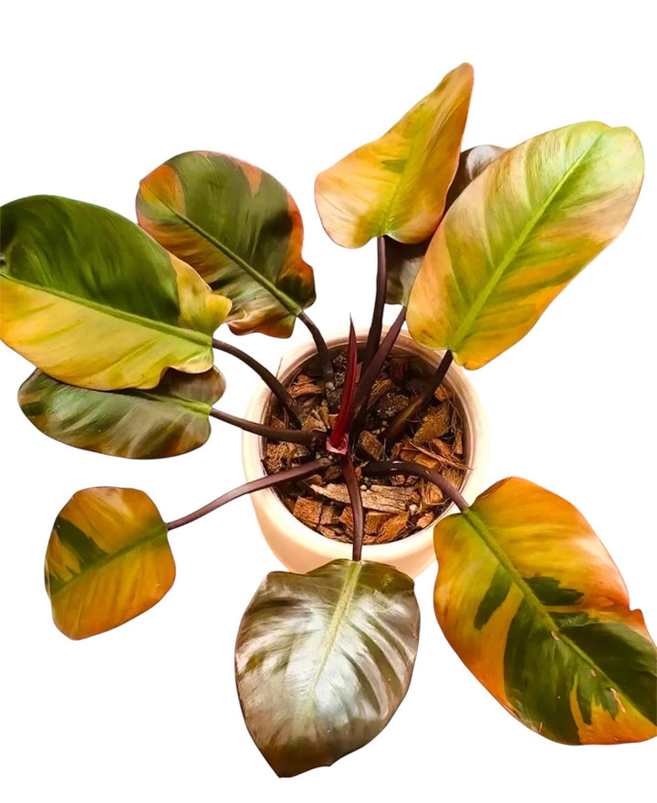 Rare Plant Subscription Box