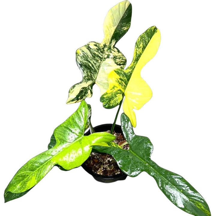 Rare Plant Subscription Box