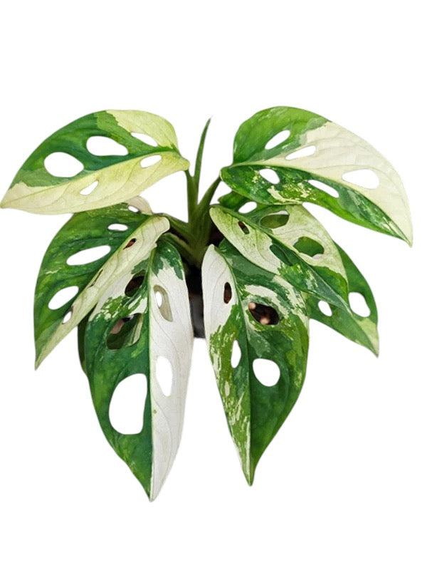 Rare Plant Subscription Box