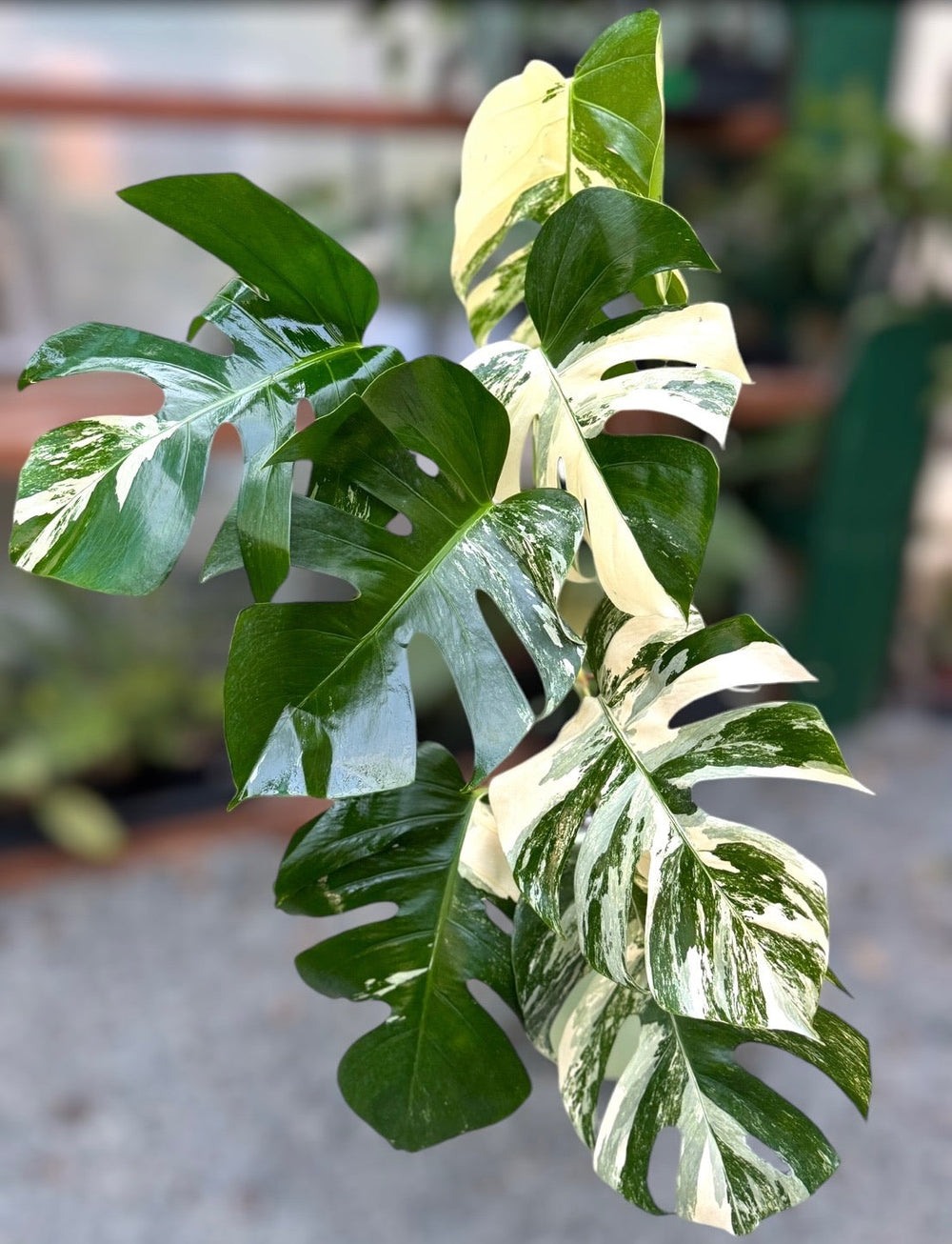 Monstera Aurea