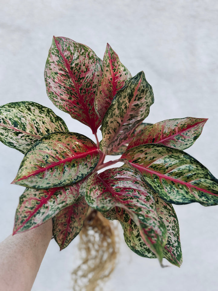 Aglaonema 10 Karat for sale at Plant Vault