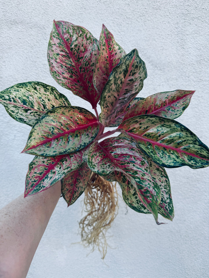 Rare Aglaonema 10 Karat for sale 